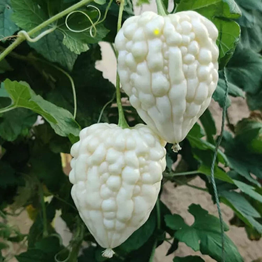 White Apple Ampalaya Seeds (5 seeds) - Basic Farm House