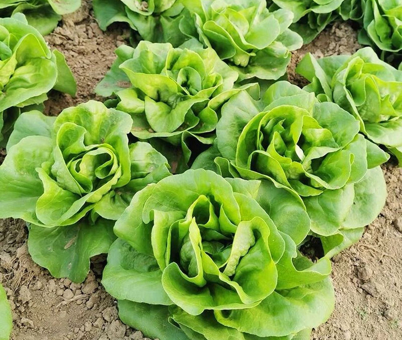 Italian Butter Glass Lettuce Vegetable Seeds ( 1500 seeds ) - Basic Farm House