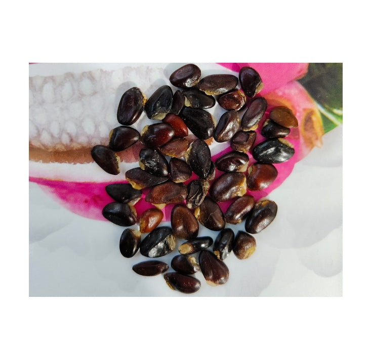 August Melon Fruit Vegetable Seeds ( 30 seeds ) - Basic Farm House