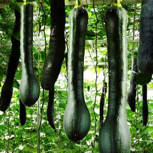 Black King Long Sweet Pumpkin Kalabasa Vegetable Variety Seeds ( 20 seeds ) - Basic Farm House