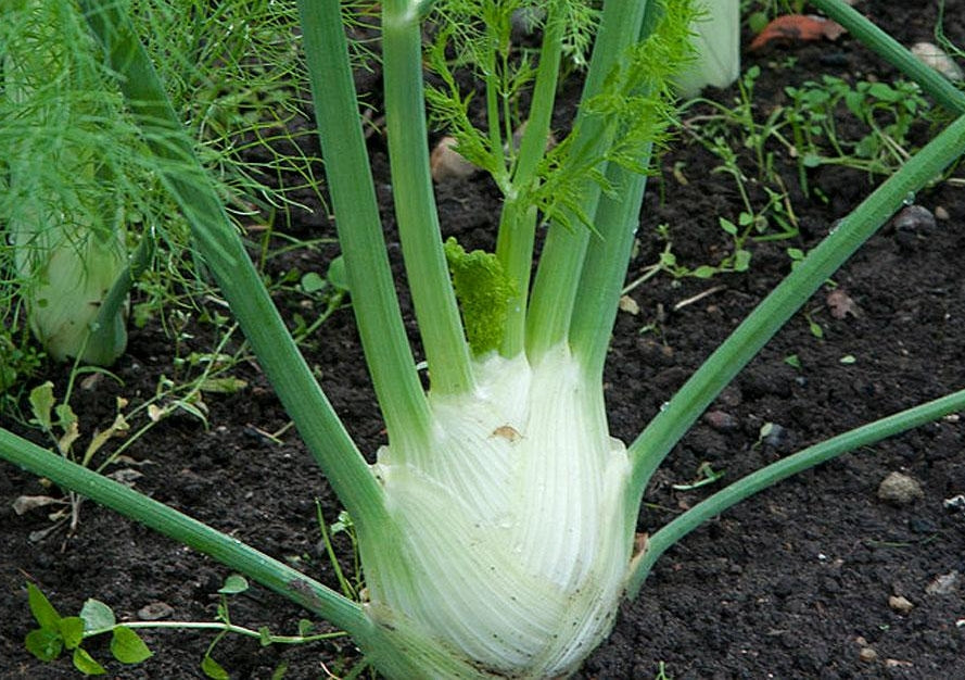 Bulb Fennel Cumin Herb Aromatic Vegetable Seeds ( 100 seeds ) - Basic Farm House