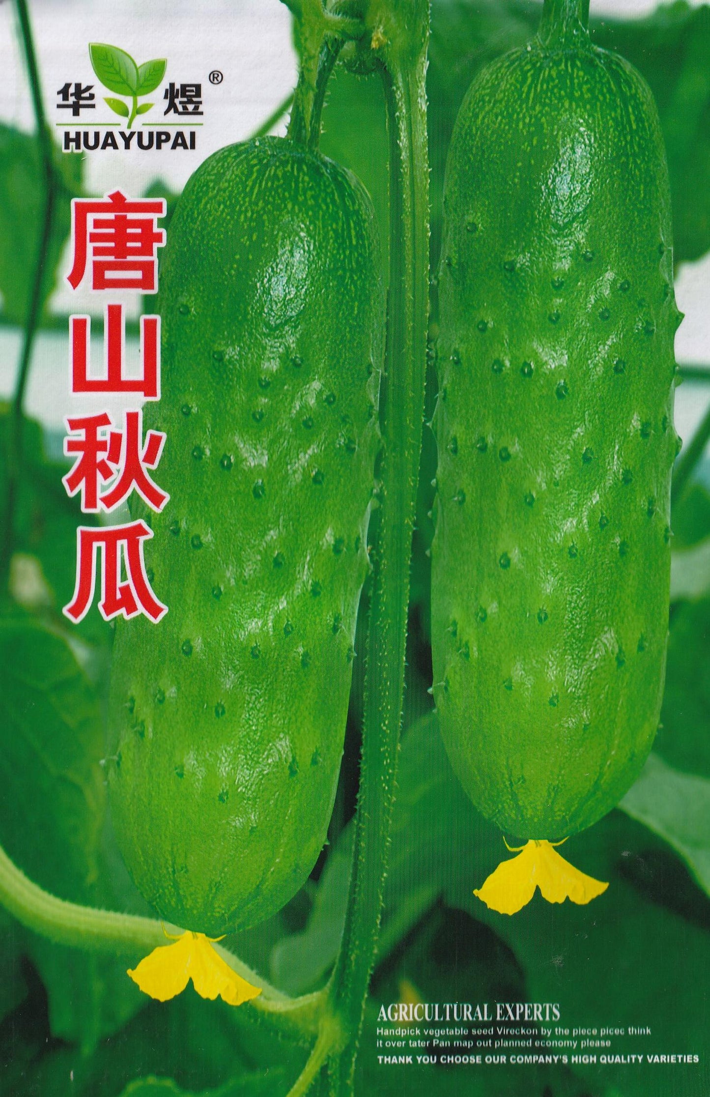 Crispy Cucumber Pipino Vegetable Seeds (30 seeds) - Basic Farm House