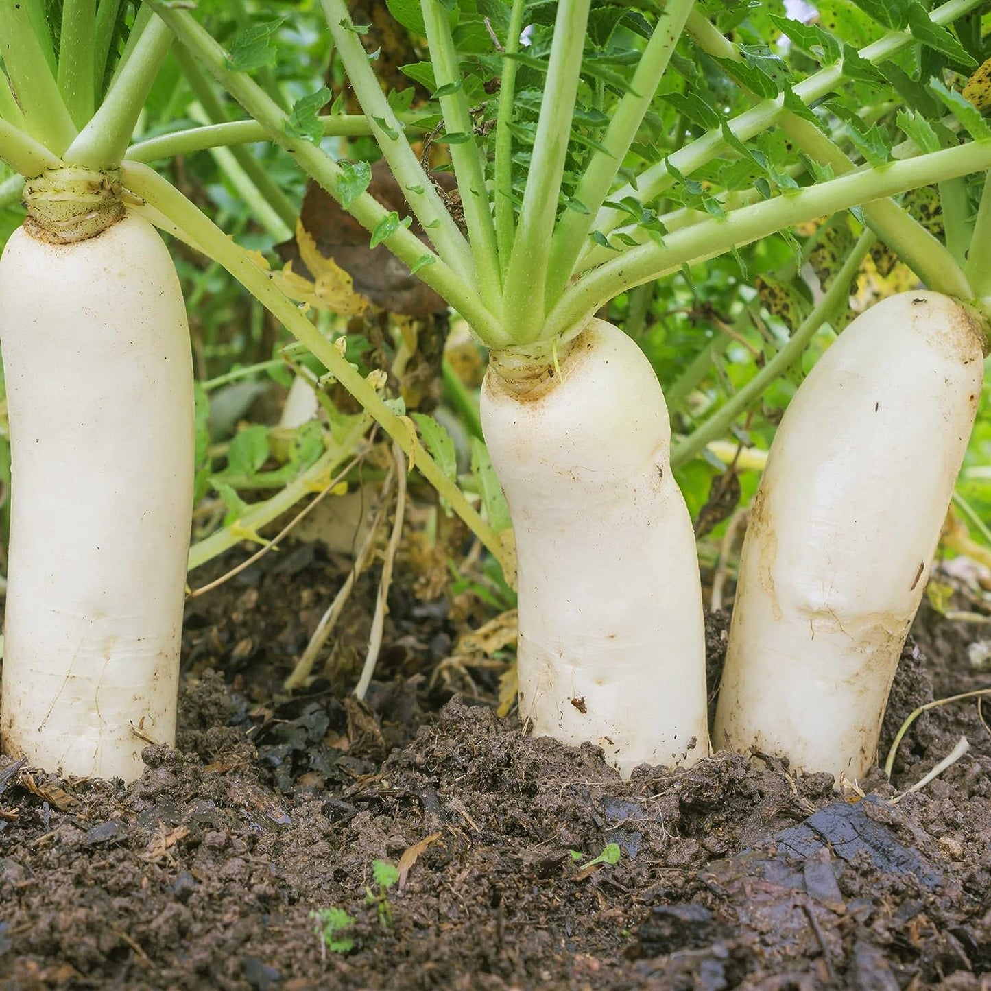 RARE Korean Chinese Daikon Queen Radish Super Extra Large Vegetable Seeds (300 seeds) - Basic Farm House
