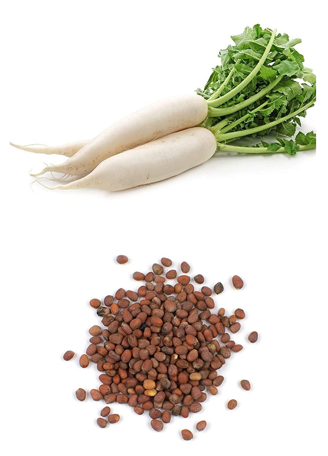 RARE Korean Chinese Daikon Queen Radish Super Extra Large Vegetable Seeds (300 seeds) - Basic Farm House