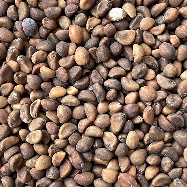 BIG Leaf Variety Kangkong Water Spinach Vegetable Seeds (200 seeds) - Basic Farm House