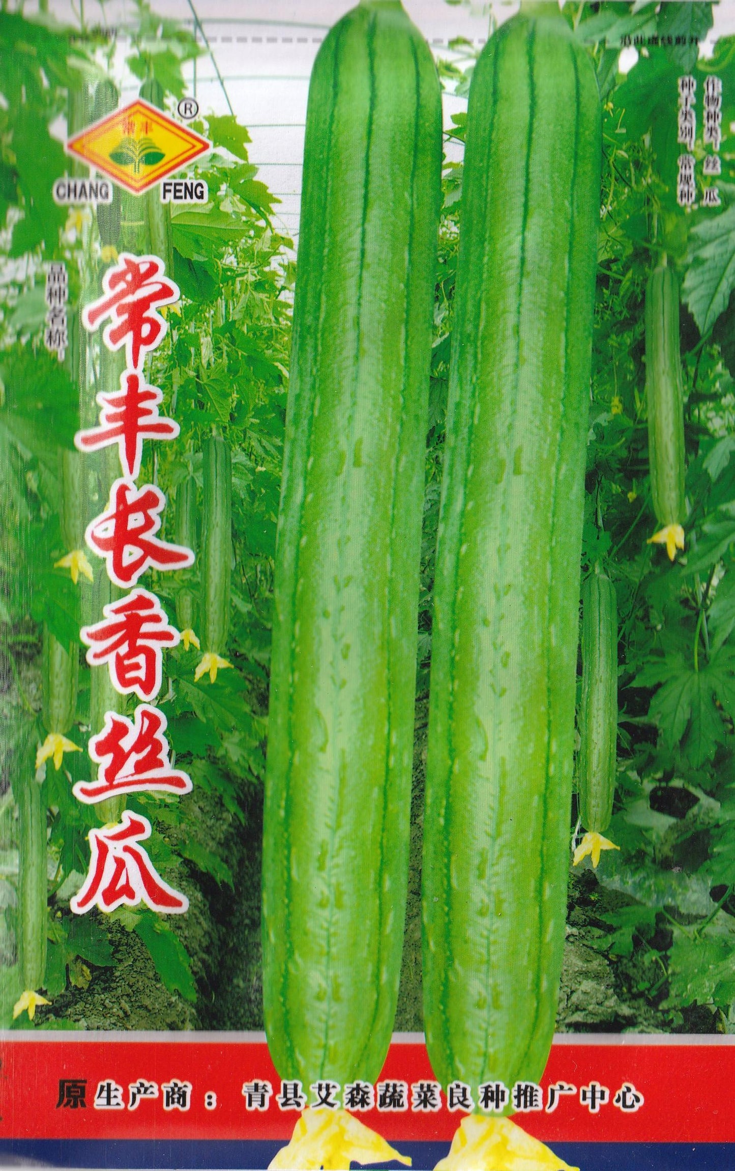 RARE Long Variety Loofah Sponge Gourd Patola Vegetable Seeds (20 seeds) - Basic Farm House