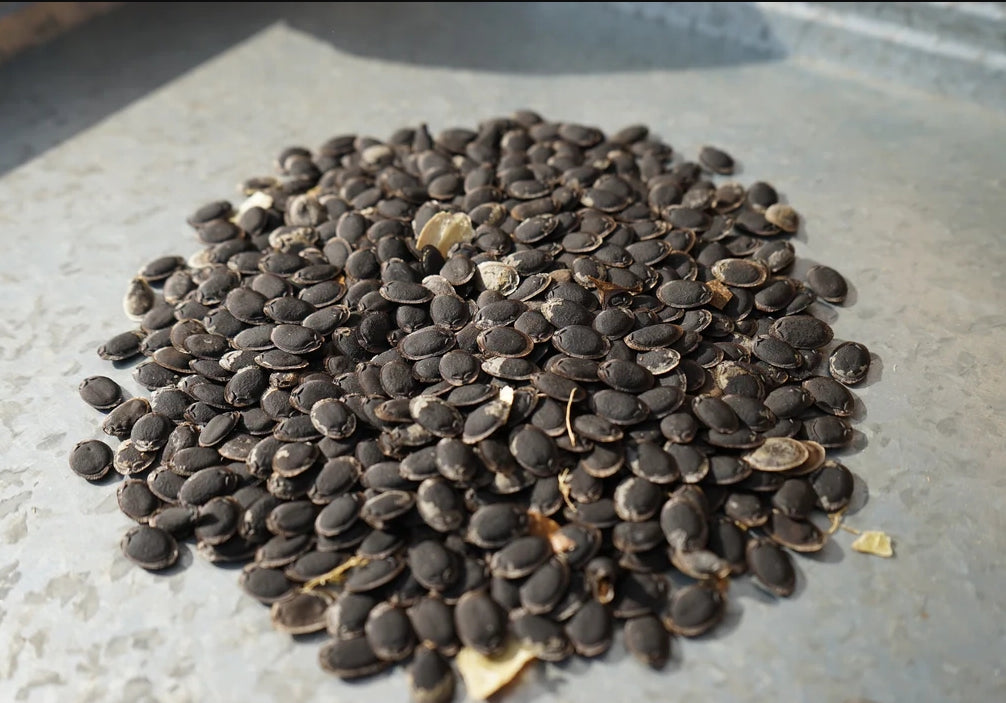 Luffa Ridged Patola Loofah Vegetable Seeds ( 20 seeds ) - Basic Farm House