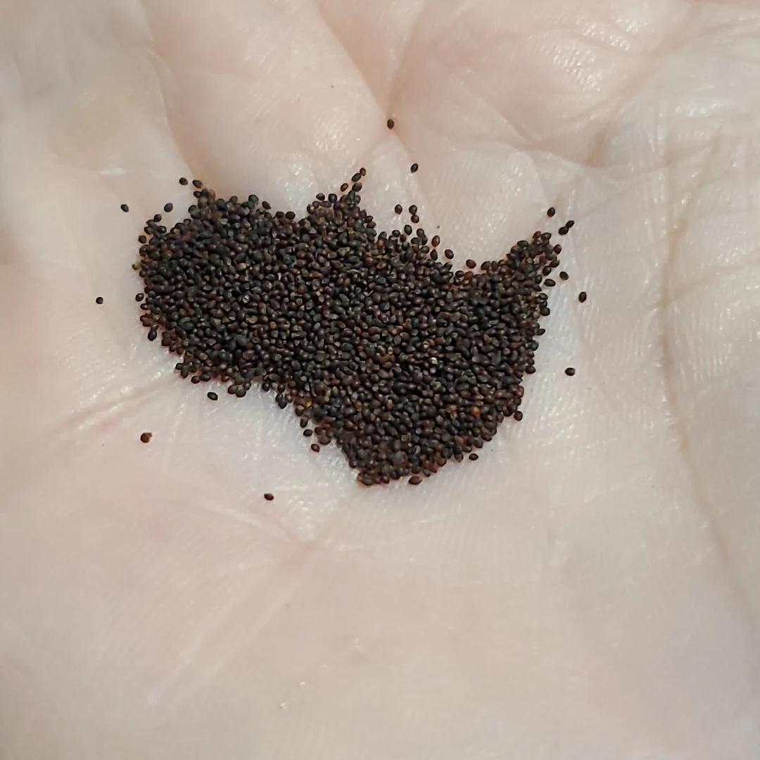 Premium Pack Natural Mint Herb Seeds ( 900 seeds ) - Basic Farm House