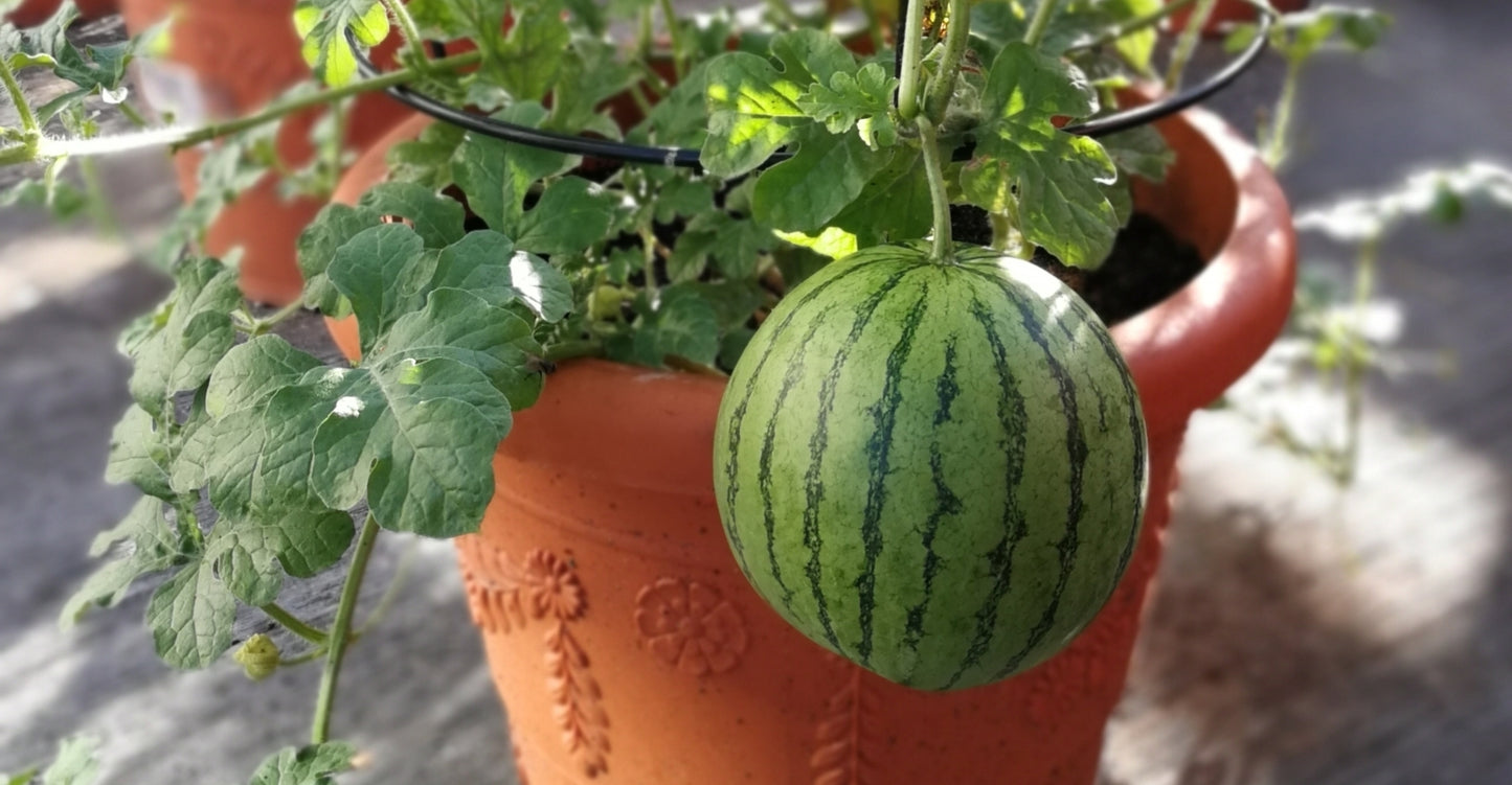 Honey Potted Watermelon Fruit Seeds ( 50 seeds ) - Basic Farm House