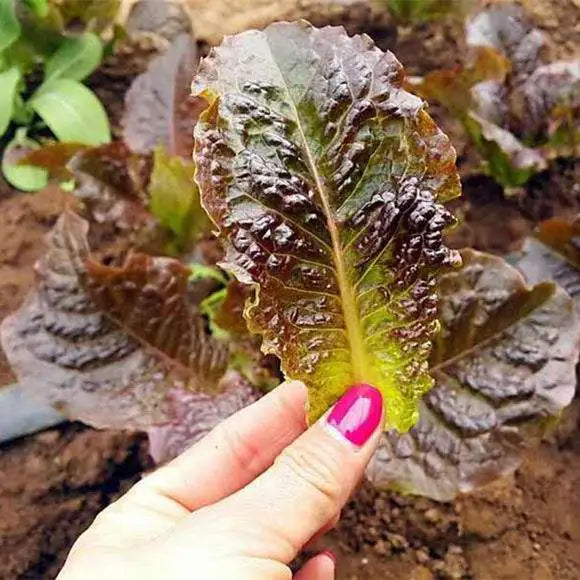 Purple Great Romaine Leaf Lettuce Salad Vegetable Seeds ( 1000 seeds ) - Basic Farm House