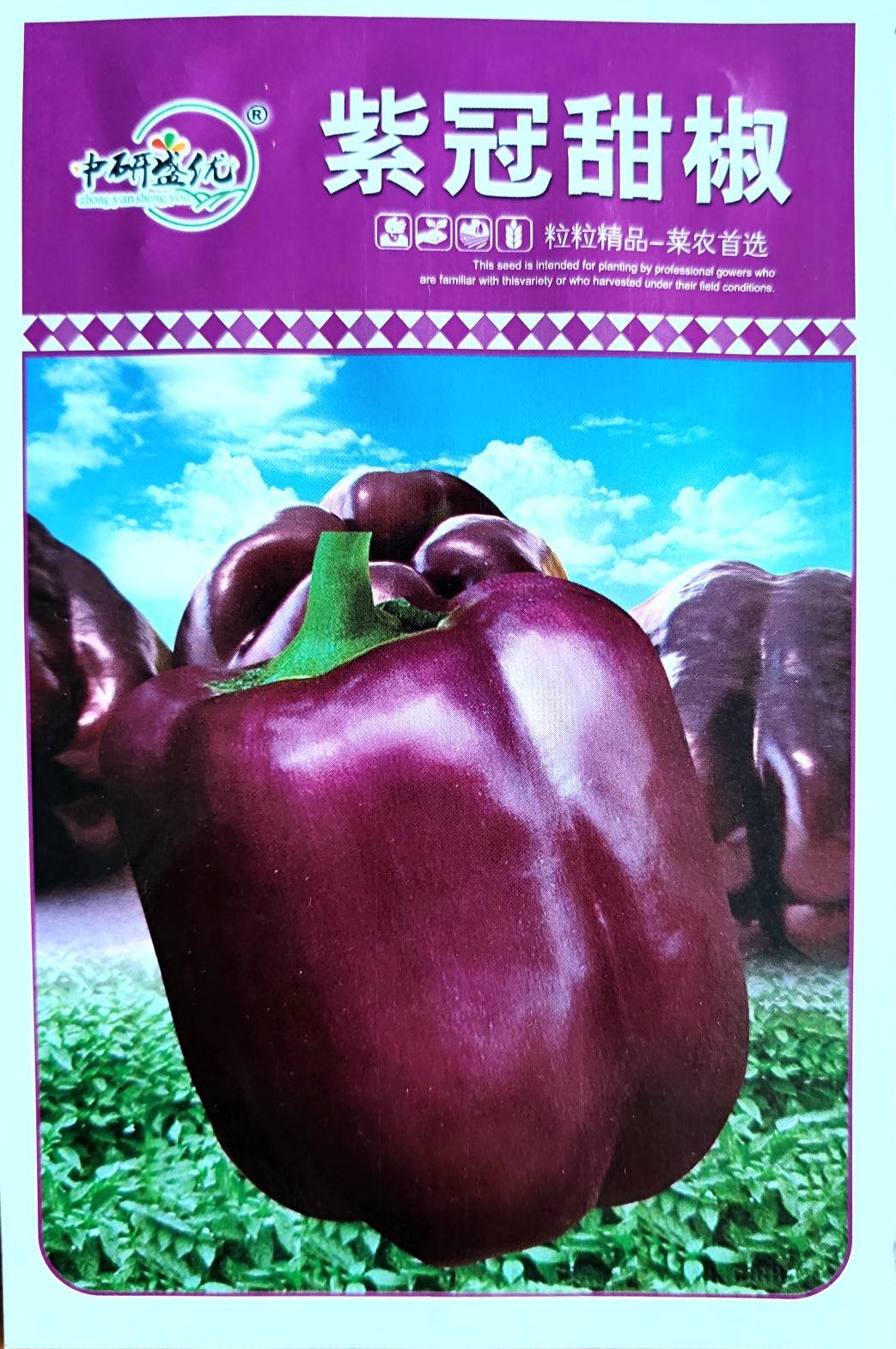 Hybrid Variety Purple Jade Sweet Bell Pepper Vegetable Seeds (100 seeds) - Basic Farm House