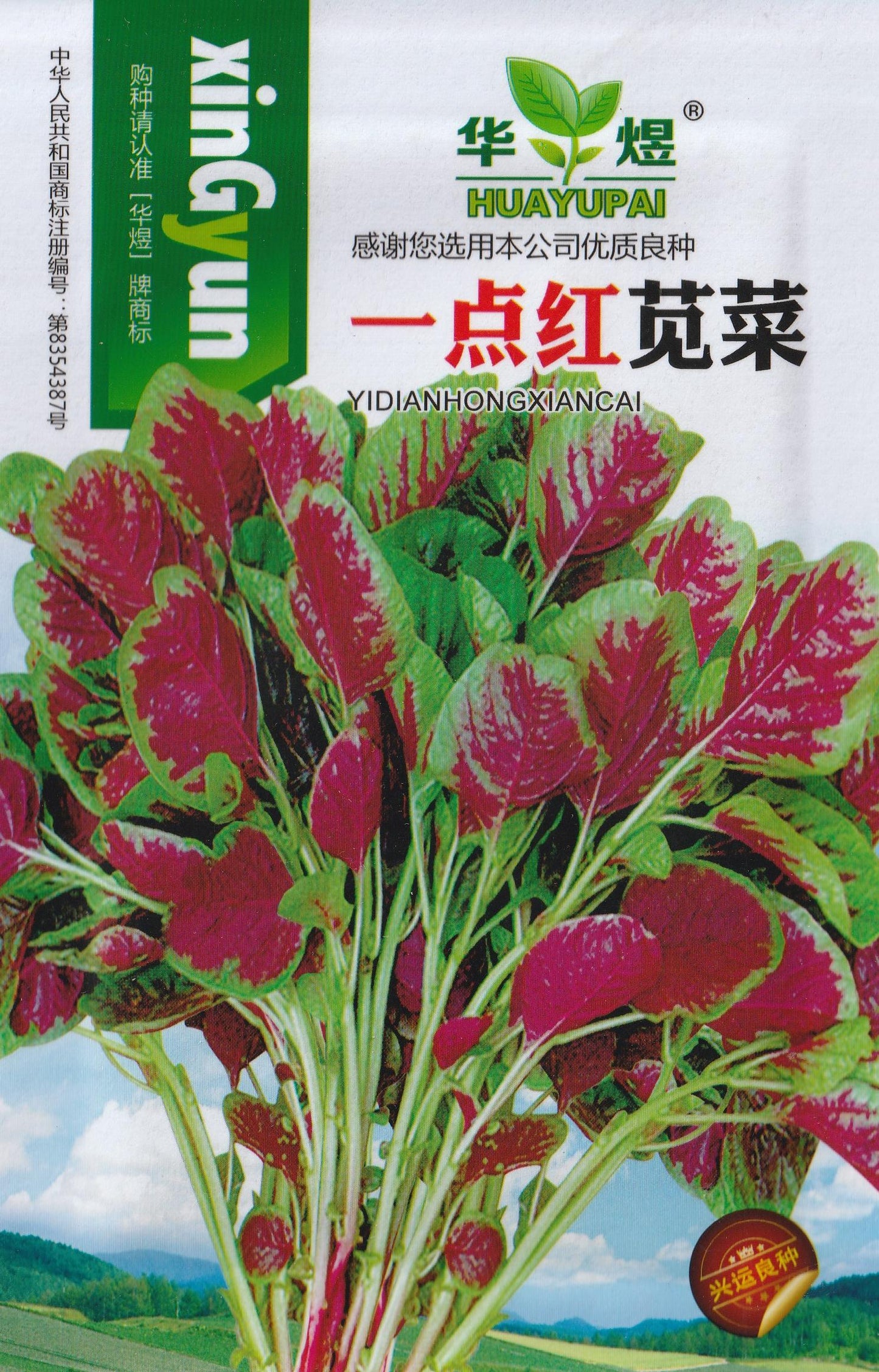 Green Amaranth Kulitis Variety Vegetable Seeds (2000 seeds) - Basic Farm House