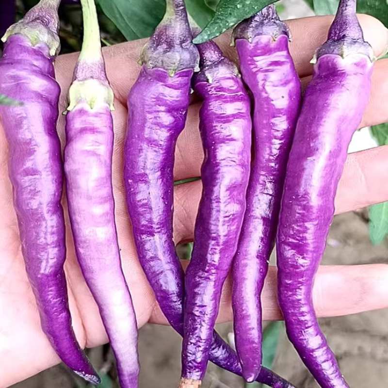 Purple Spicy Long Chili Pepper Vegetable Seeds ( 100 seeds ) - Basic Farm House