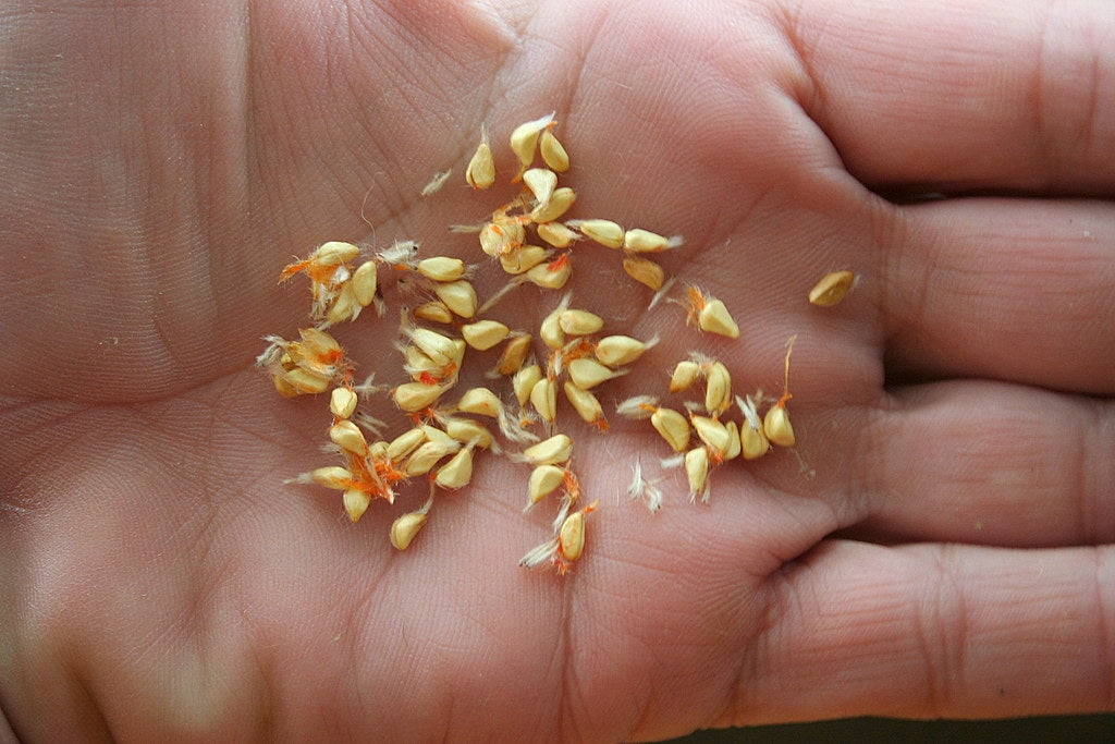 Red Rose Plant Seeds (100 Seeds) – Premium Flower Gardening & Landscaping | Basic Farm House