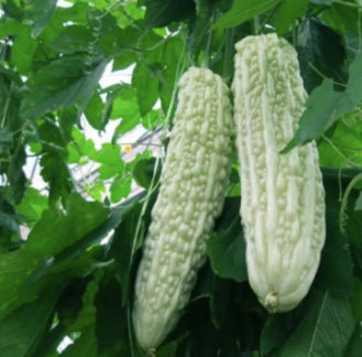White Bitter Long Gourd Ampalaya Seeds (10 seeds) - Basic Farm House