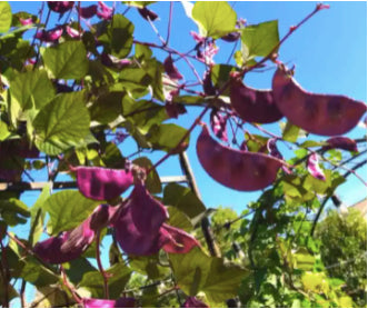 Hyacinth Purple Bataw Bitsuwelas Bean Vegetable Seeds (10 seeds) - Basic Farm House