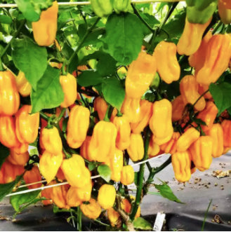 F1 Super Spicy Yellow Hanabero Seeds (REPACKED 20 Seeds) - Basic Farm House