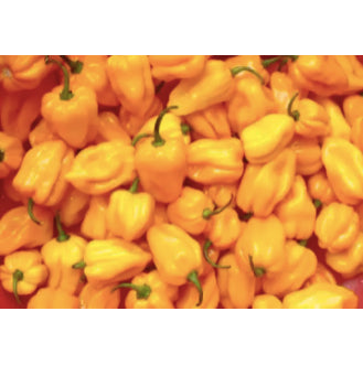 F1 Super Spicy Yellow Hanabero Seeds (REPACKED 20 Seeds) - Basic Farm House