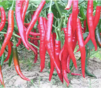 Korean Hot Red Chili Jinfeng Pepper Sili Vegetable Seeds (200 seeds) - Basic Farm House