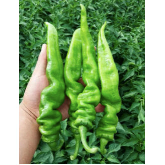 Chinese Green Screw Chili Pepper Hot Pepper Paprika Organic Variety Vegetable Seeds (100 seeds) - Basic Farm House