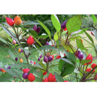 Rare Bolivian Rainbow Colorful Chili Pepper Vegetable Seeds (100 seeds) - Basic Farm House