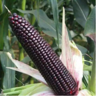 Sweet Purple Glutinous Waxy Corn Mais Vegetable Seeds (30 seeds) - Basic Farm House