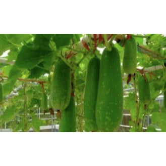 Small Green Winter Melon Vegetable Seeds (30 seeds) - Basic Farm House