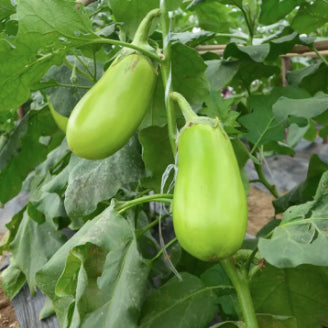 Rare Oval Green Eggplant Vegetable Seeds (300 seeds) - Basic Farm House