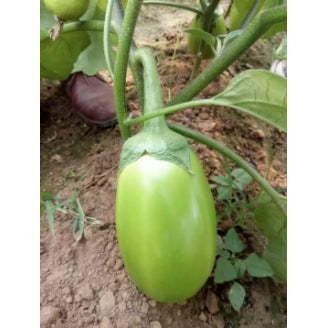 Rare Oval Green Eggplant Vegetable Seeds (300 seeds) - Basic Farm House