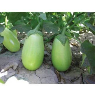 Rare Oval Green Eggplant Vegetable Seeds (300 seeds) - Basic Farm House