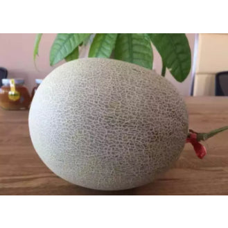 Cantaloupe Netted Melon Fruit Vegetable Seeds (50 seeds) - Basic Farm House