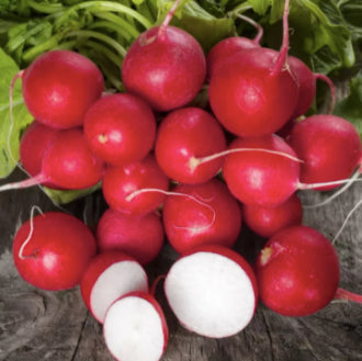 Chinese Korean Organic Red Cherry Belle Radish Variety Vegetable Seeds (300 seeds) - Basic Farm House