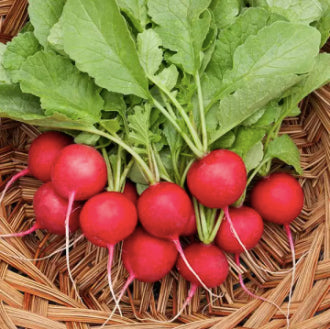 Chinese Korean Organic Red Cherry Belle Radish Variety Vegetable Seeds (300 seeds) - Basic Farm House
