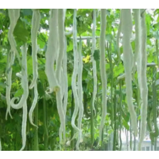 Rare Snake Gourd Bean Vegetable Seeds (4 seeds) - Basic Farm House