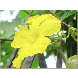 RARE Long Variety Loofah Sponge Gourd Patola Vegetable Seeds (20 seeds) - Basic Farm House