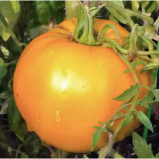 BIG American Golden Jubilee Yellow Orange Tomato Vegetable Seeds (100 seeds) - Basic Farm House
