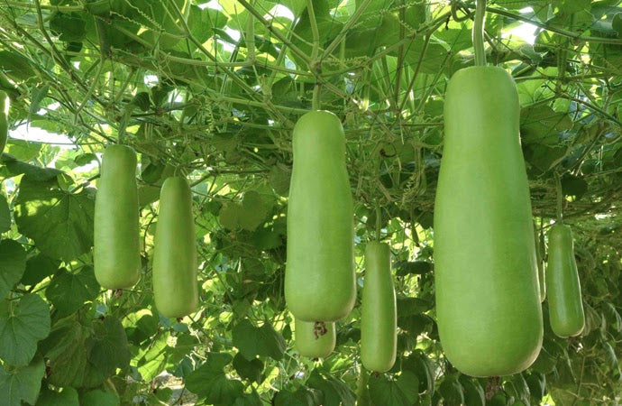 Giant Long Variety Loofah Sponge Gourd Upo Vegetable Seeds (20 seeds) - Basic Farm House