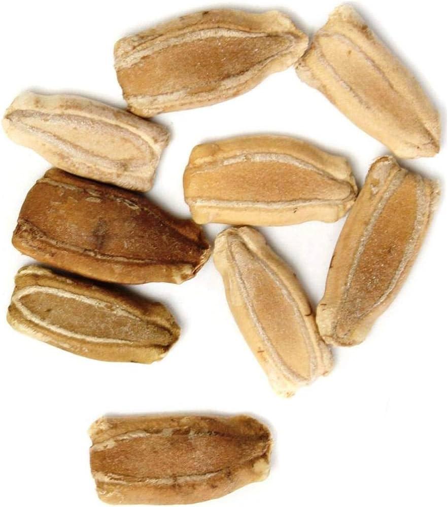 Giant Long Variety Loofah Sponge Gourd Upo Vegetable Seeds (20 seeds) - Basic Farm House