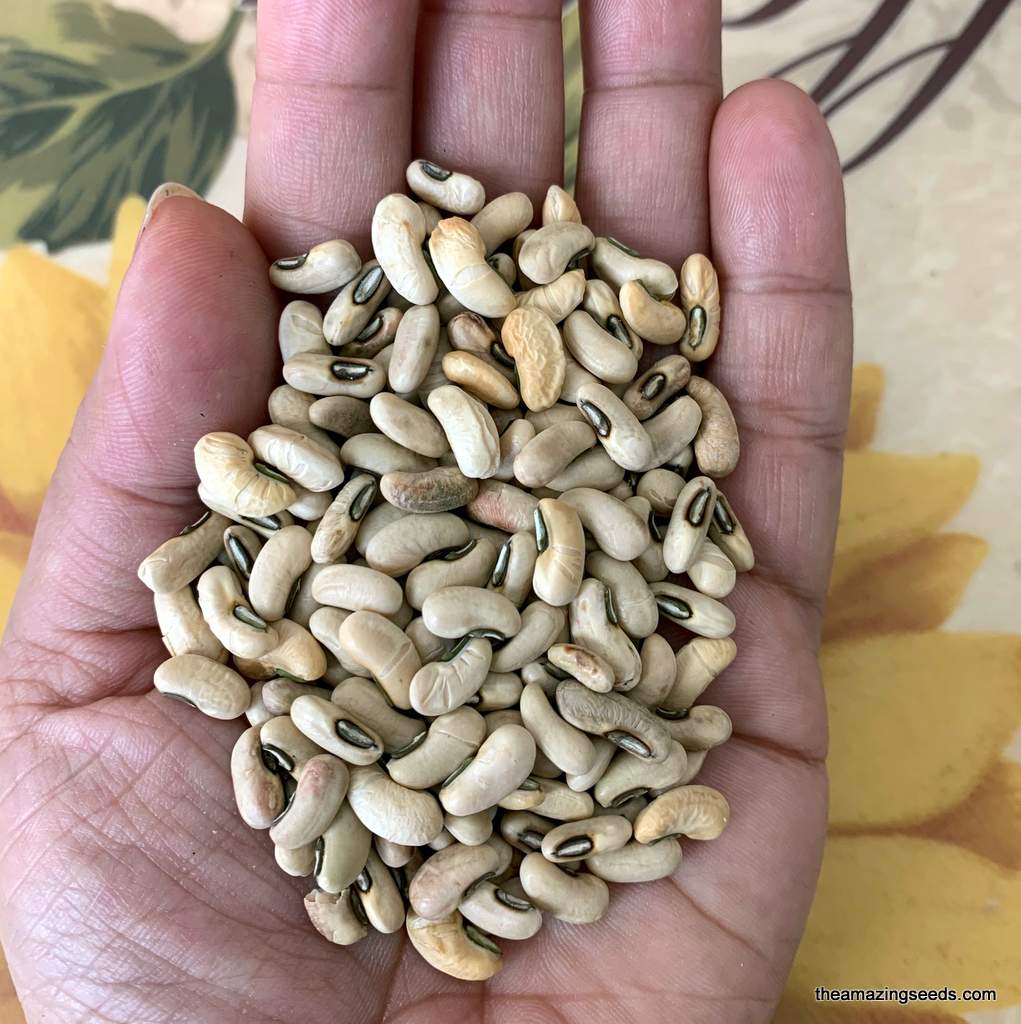 Hybrid Leopard Cowpea Long Beans Sitao Vegetable Seeds ( 50 seeds ) - Basic Farm House