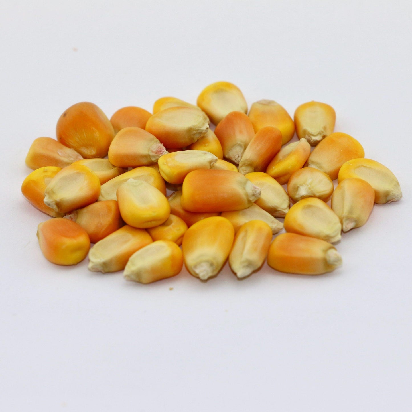 Sweet Yellow Waxy Corn Mais Vegetable Seeds ( 30 seeds ) - Basic Farm House