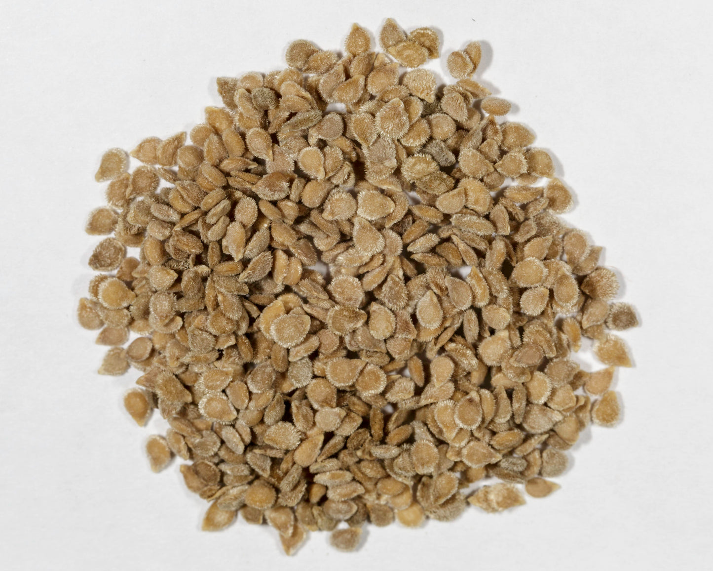 Premium Pack Black Cherry Potted Tomato Vegetable Seeds ( 100 seeds ) - Basic Farm House