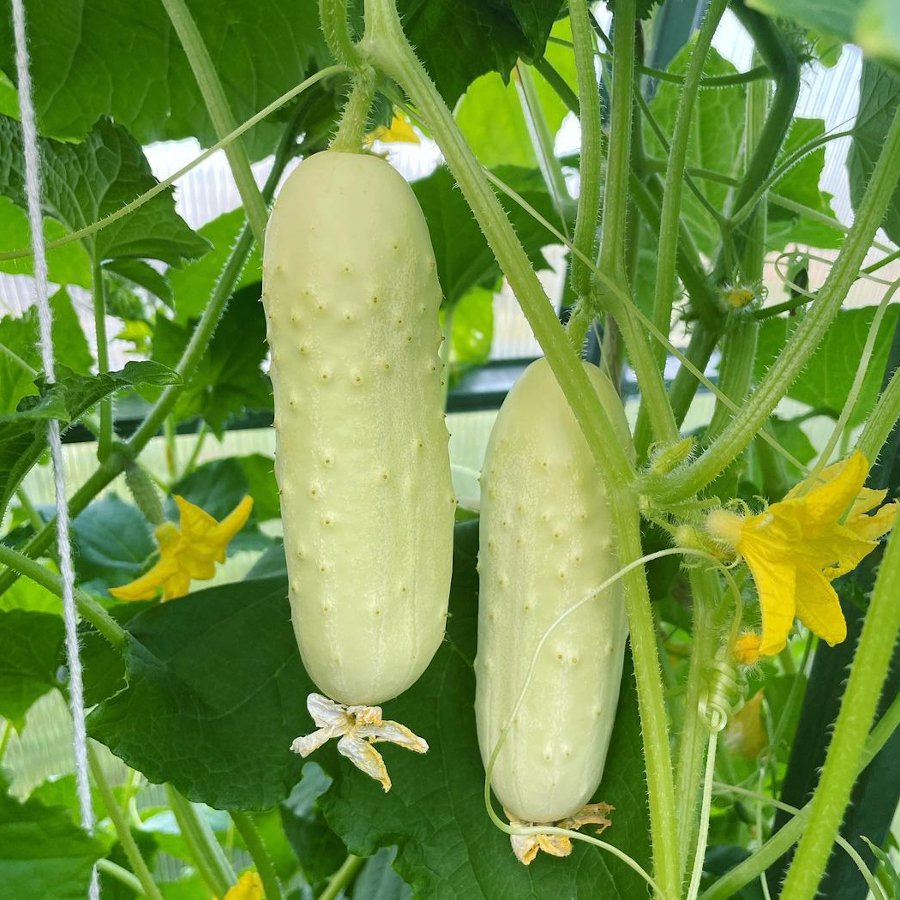 White Jade Cucumber Pipino Vegetable Seeds (25 seeds) - Basic Farm House