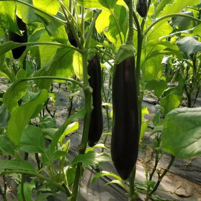 Black Shine Long Eggplant Vegetable Seeds (300 seeds) - Basic Farm House