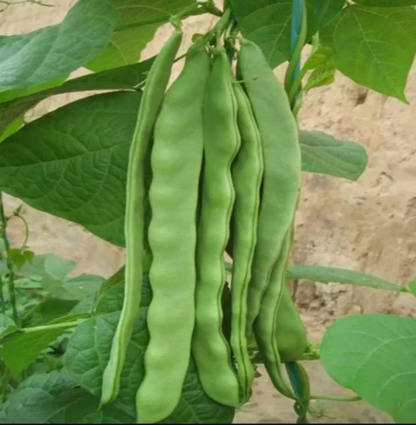 Italian Green Romano Beans Vegetable Seeds (15 seeds) - Basic Farm House