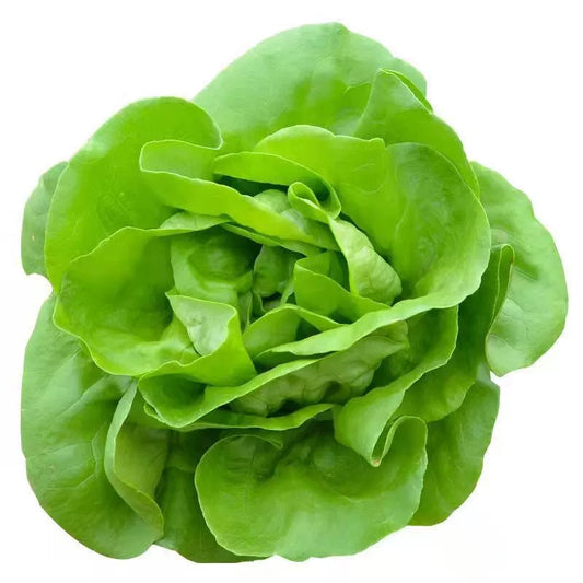 Italian Butter Glass Lettuce Vegetable Seeds ( 1500 seeds ) - Basic Farm House