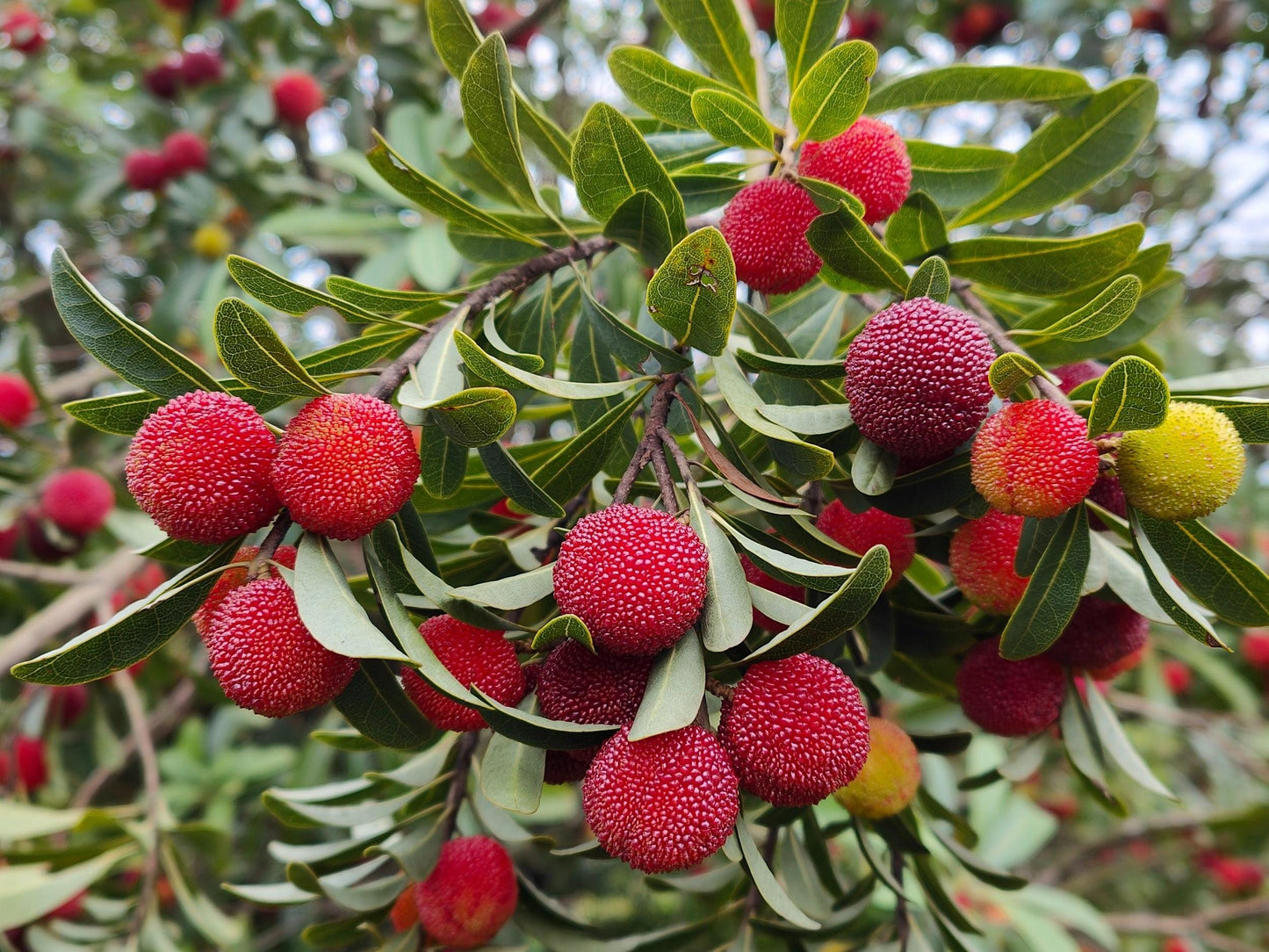 Wax Berry Seeds 5 Seeds | Chinese Bayberry Yangmei | Rare Fruit | Cool Climate Plant