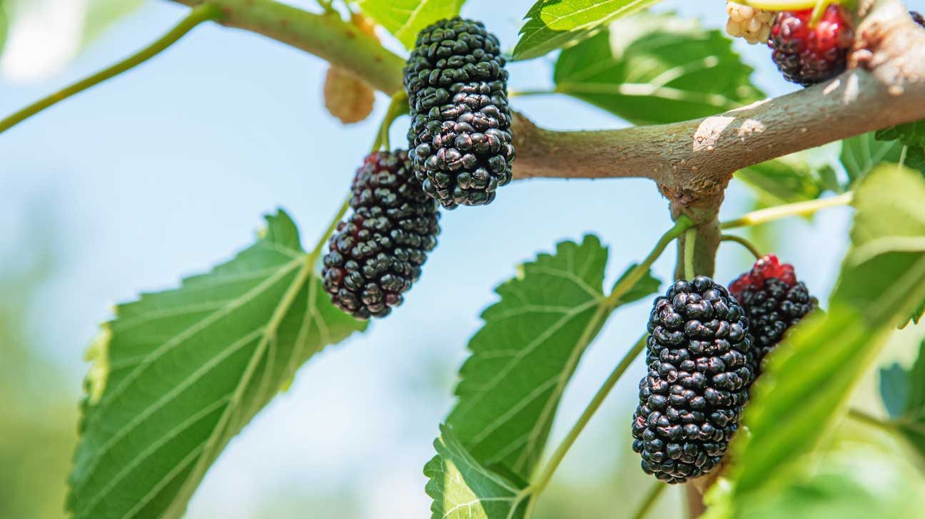 Mulberry Fruit Seeds 200 Seeds | High Germination | Easy to Grow | Tropical & PH Climate