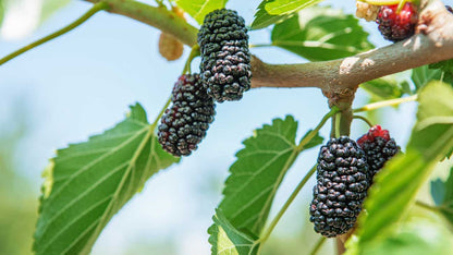 Mulberry Fruit Seeds 200 Seeds | High Germination | Easy to Grow | Tropical & PH Climate