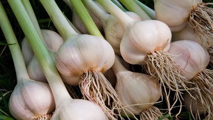 Garlic Seeds 800pcs – Fast Growing Bulb Garlic for Home Garden & Farming PH