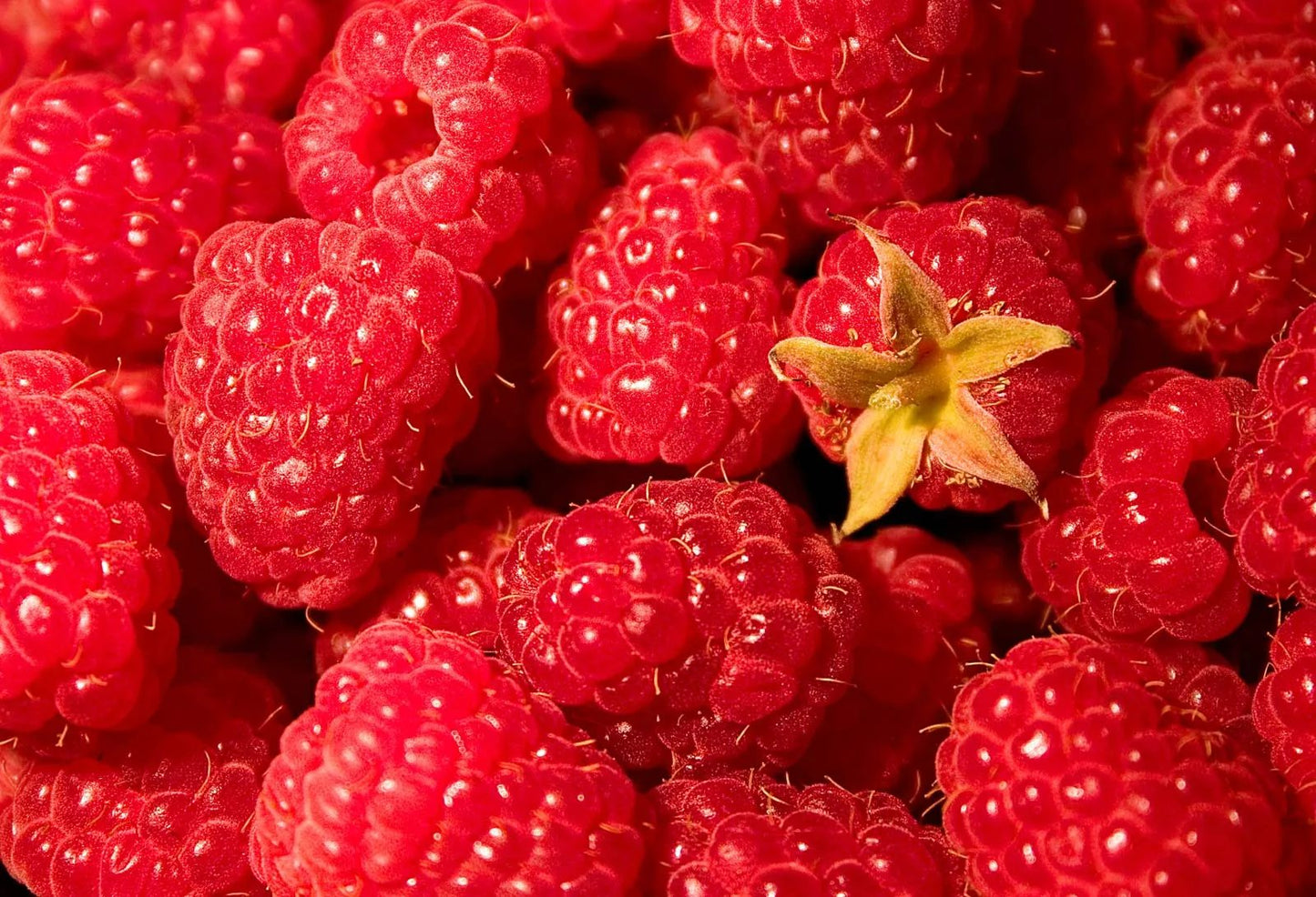 Raspberry Fruit Seeds 200 Seeds | Hybrid Quality | High Germination | Cool Climate Plant